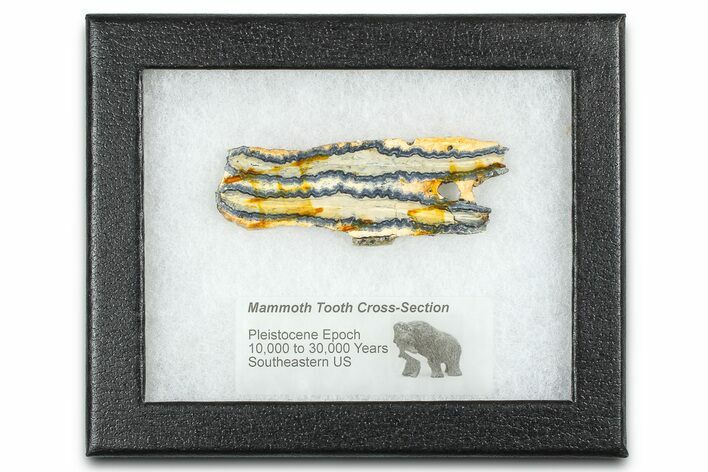 Mammoth Molar Slice With Case - South Carolina #377750